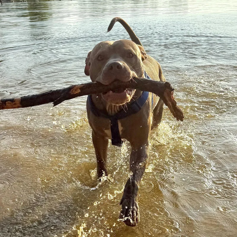 An adult large-sized male Pit Bull Terrier dog named St. Luke for adoption in Columbia, SC