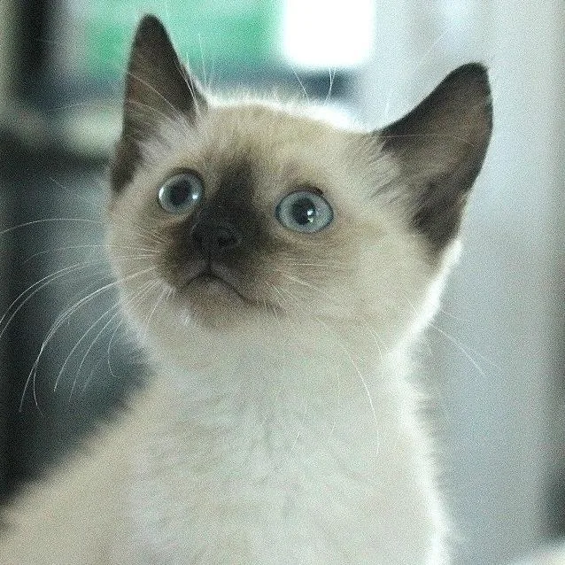 A baby small-sized male White Domestic Short Hair cat named Klaus for adoption in Chapel Hill, NC