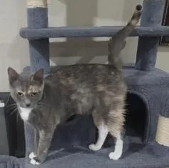 A young medium-sized female Dilute Tortoiseshell Domestic Short Hair cat named Willow for adoption in Liverpool, TX
