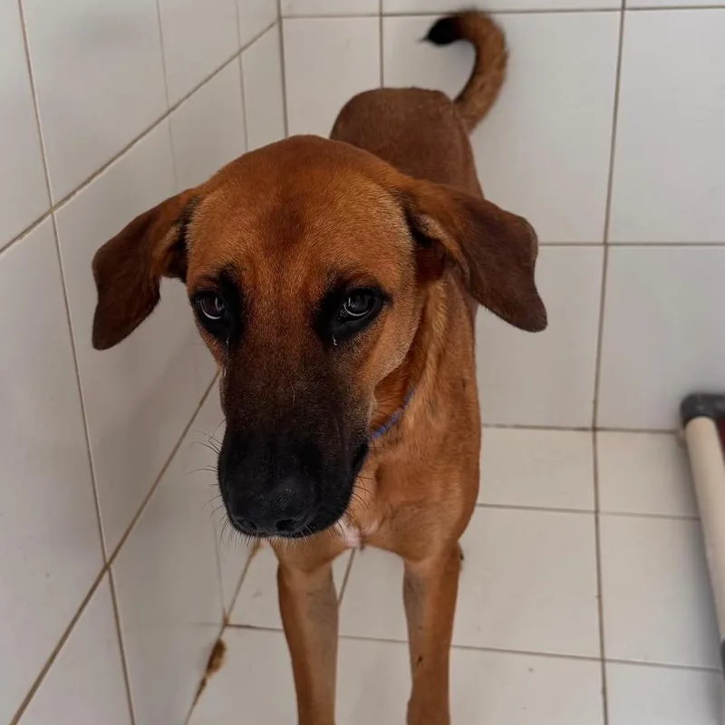 An adult medium-sized male Mixed Breed dog named Don Julio for adoption in Vieques, PR