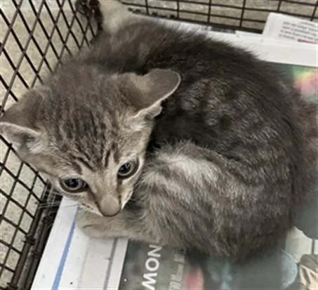 A baby small-sized male Domestic Short Hair cat named Tito for adoption in Fort Lauderdale, FL
