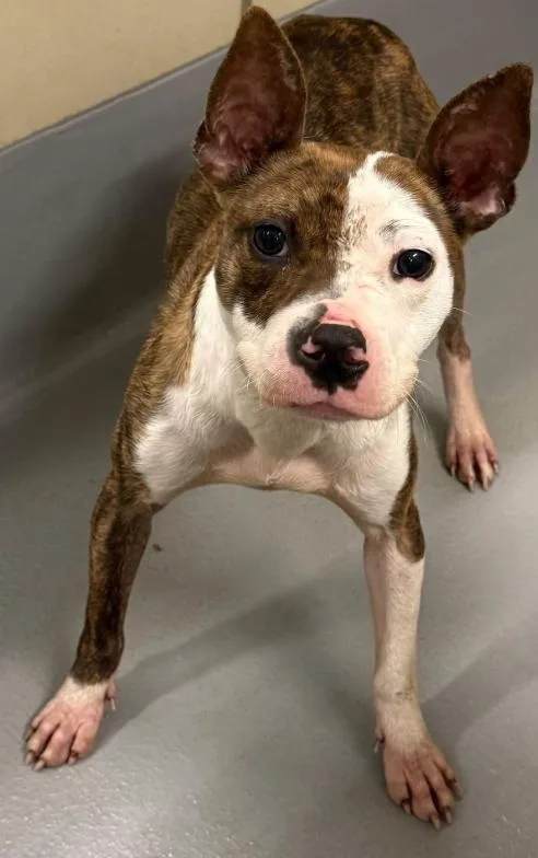 A young small-sized female Pit Bull Terrier dog named AC "Gamora" for adoption in Conyers, GA