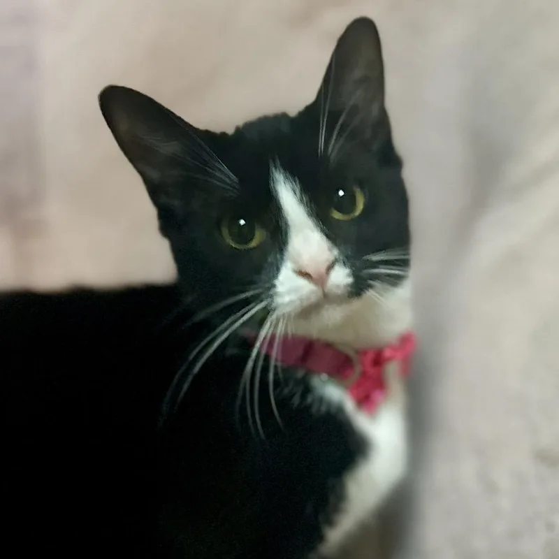 A young small-sized male Black Domestic Short Hair cat named Jelly Bean for adoption in Philadelphia, PA