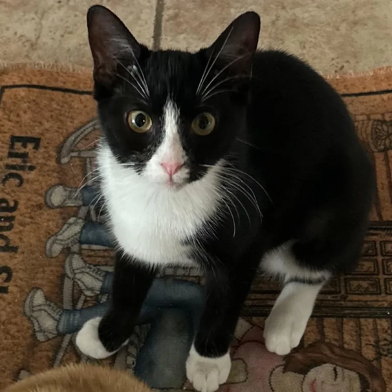 Jelly Bean thumbnail 2