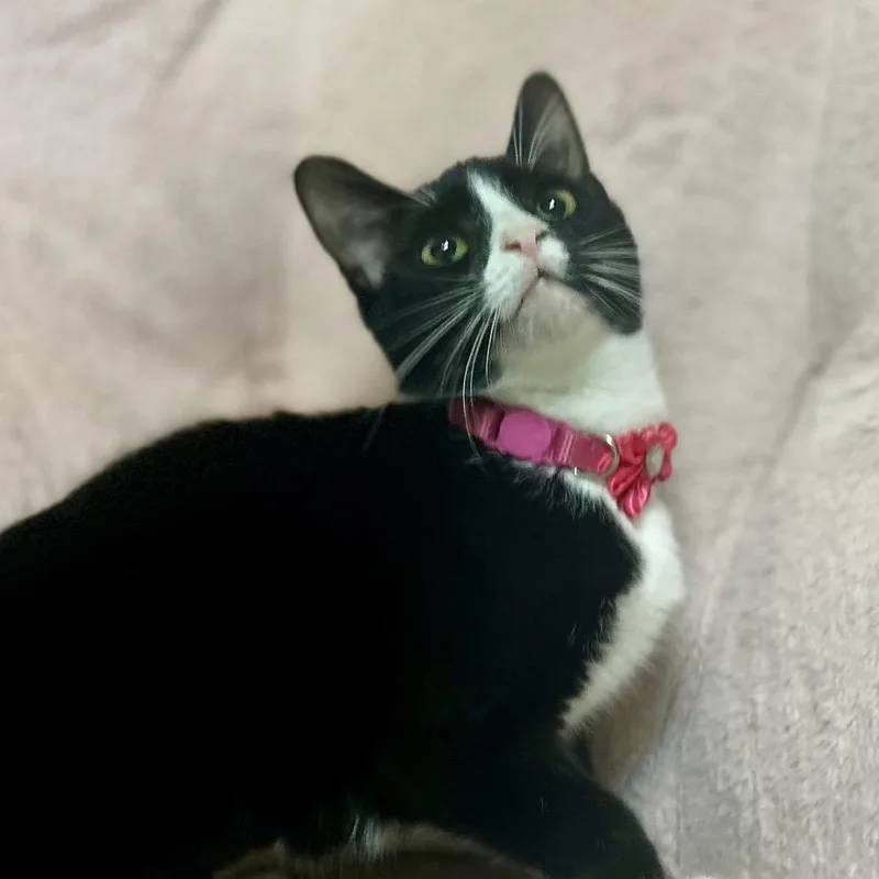 Jelly Bean thumbnail 3