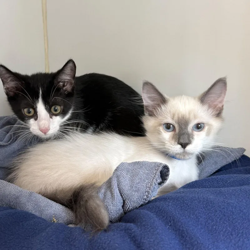 A baby small-sized male Siamese cat named Thumper for adoption in Oakland, CA