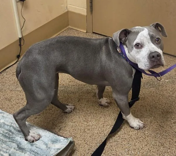 An adult medium-sized female American Staffordshire Terrier dog named Abby for adoption in Salem, OR