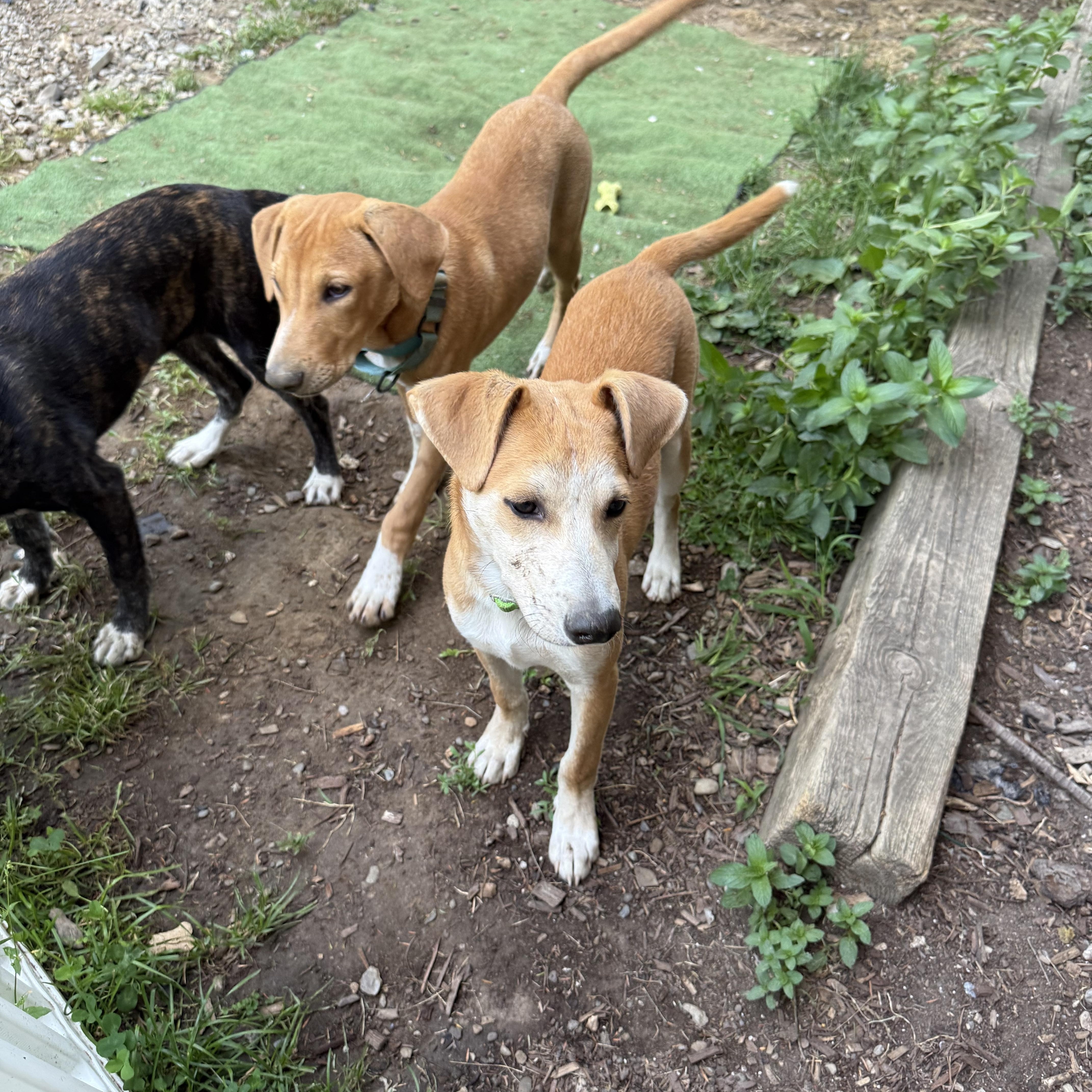 A young medium-sized male Labrador Retriever dog named Archie for adoption in Pleasant Valley, NY