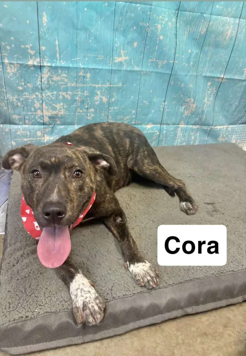 An adult large-sized female Labrador Retriever dog named Cora for adoption in Manchester, CT