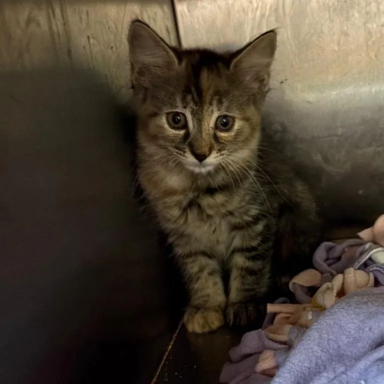 A baby small-sized female Brown / Chocolate Domestic Short Hair cat named Thea for adoption in Buffalo, MN