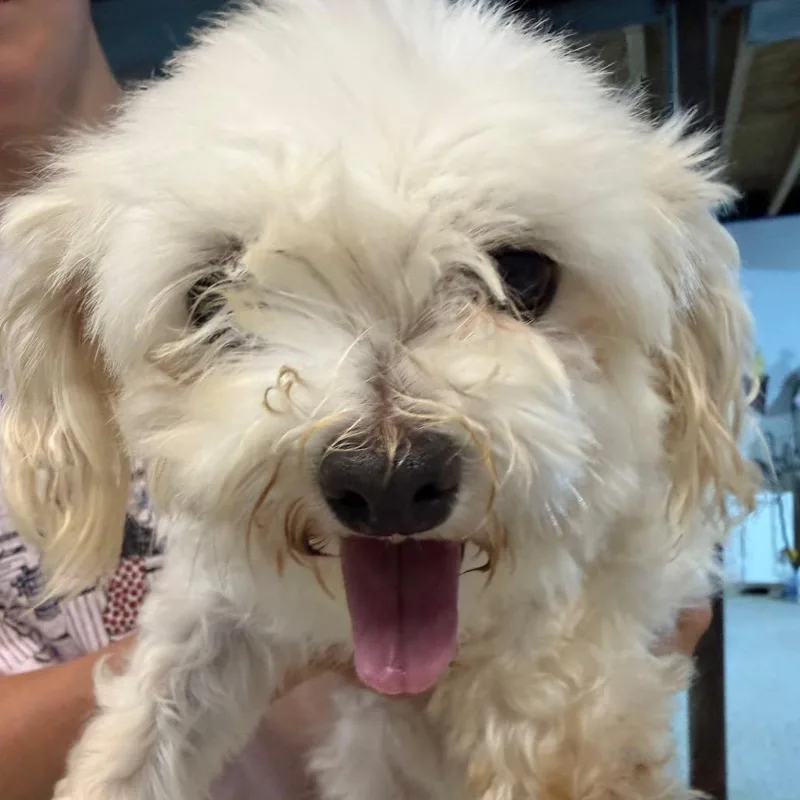 An adult small-sized female White / Cream Maltese dog named Ivory for adoption in West Chester, PA