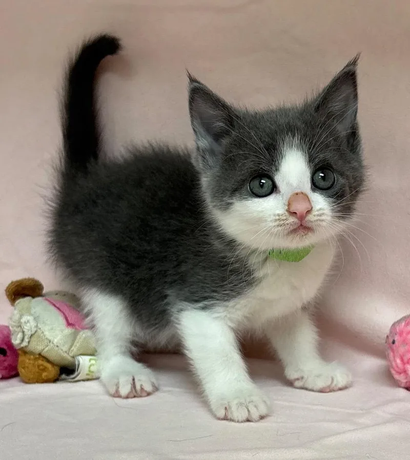 A baby medium-sized female Domestic Short Hair cat named Elowen for adoption in Greeneville, TN
