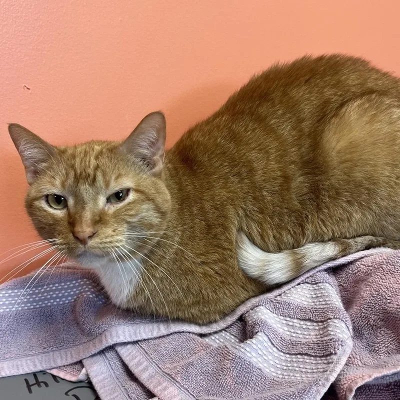 An adult medium-sized male Tabby (Orange / Red) Domestic Short Hair cat named Charlie for adoption in Kansas City, KS