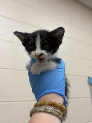 A baby small-sized male Domestic Short Hair cat named Lennon for adoption in Westland, MI