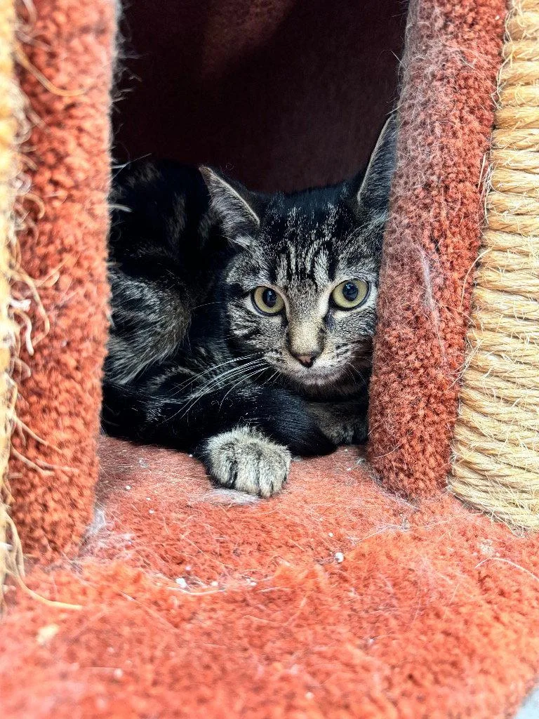 A young small-sized female Tabby cat named Lira for adoption in Emmett, ID