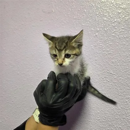 A baby small-sized female Gray / Blue / Silver Domestic Medium Hair cat named 61050670 for adoption in El Paso, TX