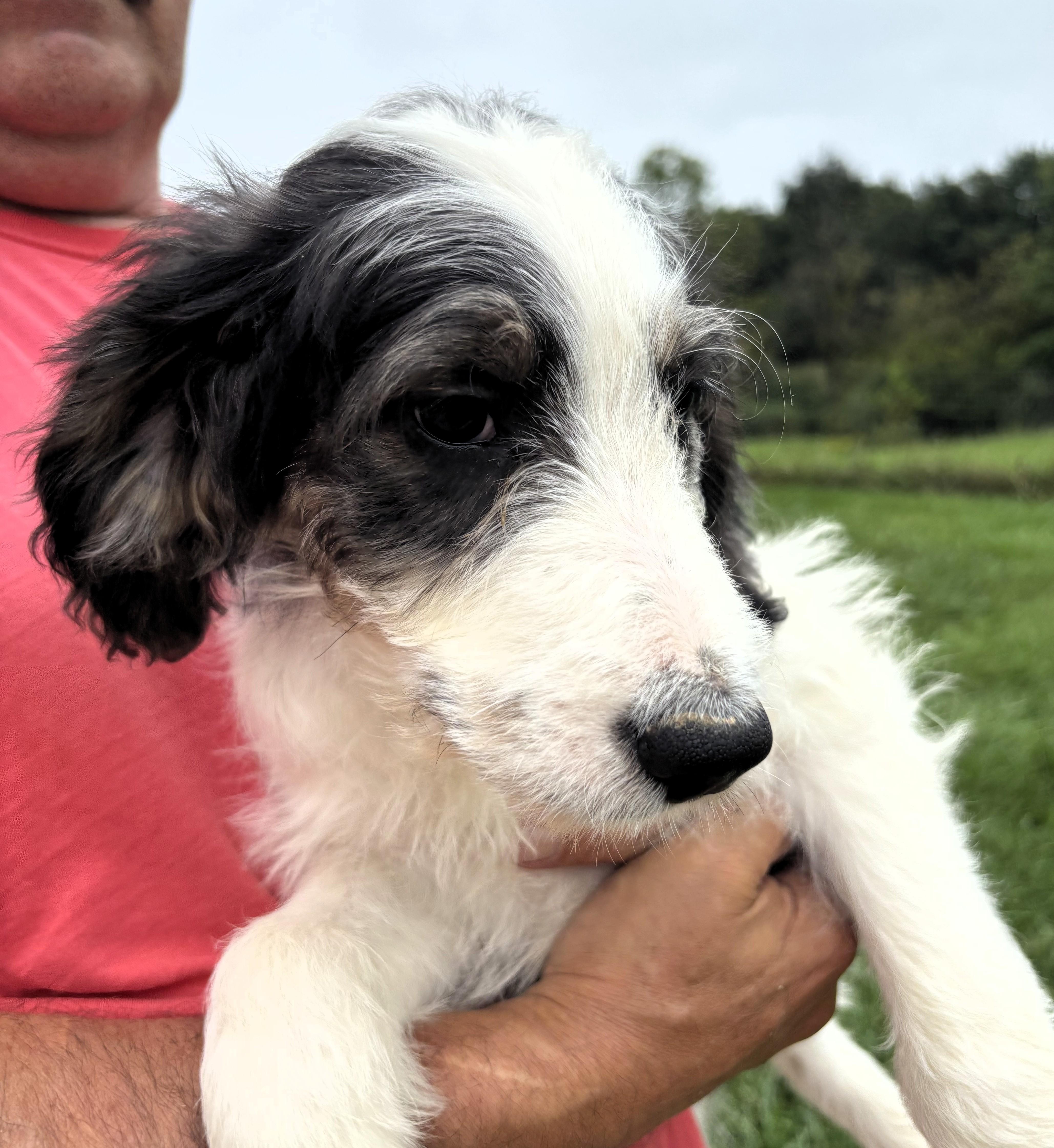 A baby large-sized male Bicolor Saint Bernard dog named St BernardPoodle Pups for adoption in Paris, KY