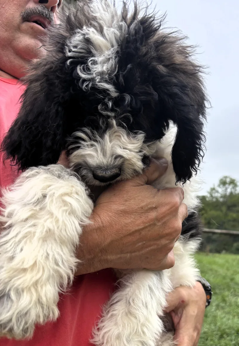 St BernardPoodle Pups thumbnail 3
