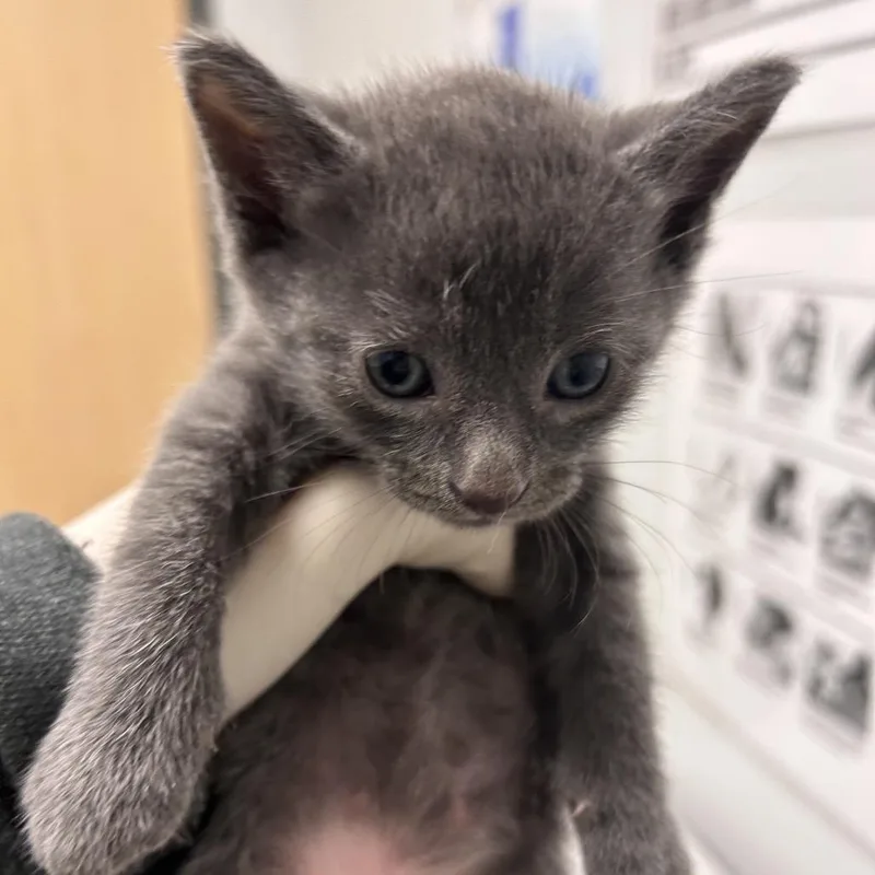 A baby small-sized male Gray / Blue / Silver Domestic Short Hair cat named Humpty Dumpty for adoption in Jacksonville, FL