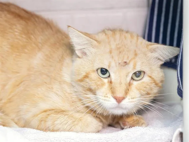 A young small-sized male Domestic Short Hair cat named Toast Malone for adoption in Phoenix, AZ