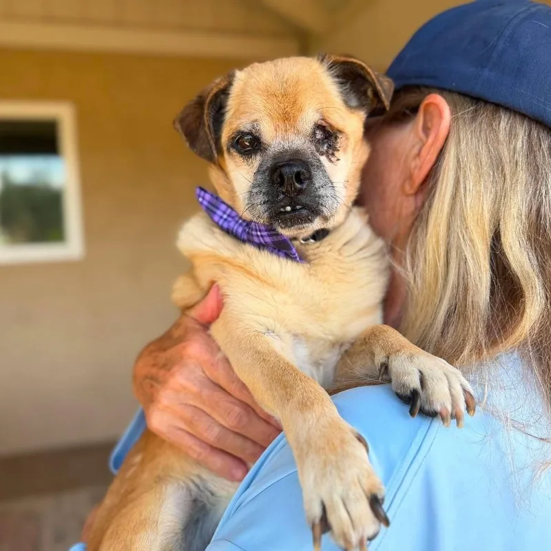 A senior small-sized male Brown / Chocolate Pug dog named Lorenzo Lotus for adoption in Ramona, CA