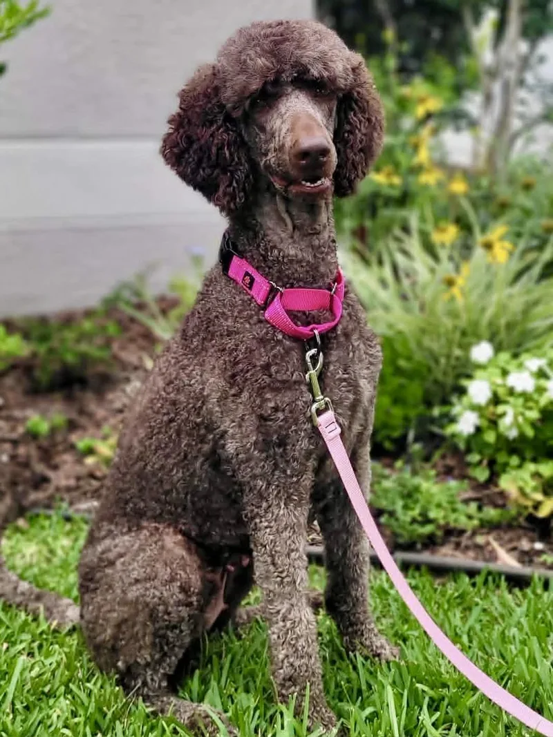 A young medium-sized female Brown / Chocolate Poodle dog named Coco for adoption in New Smyrna Beach, FL