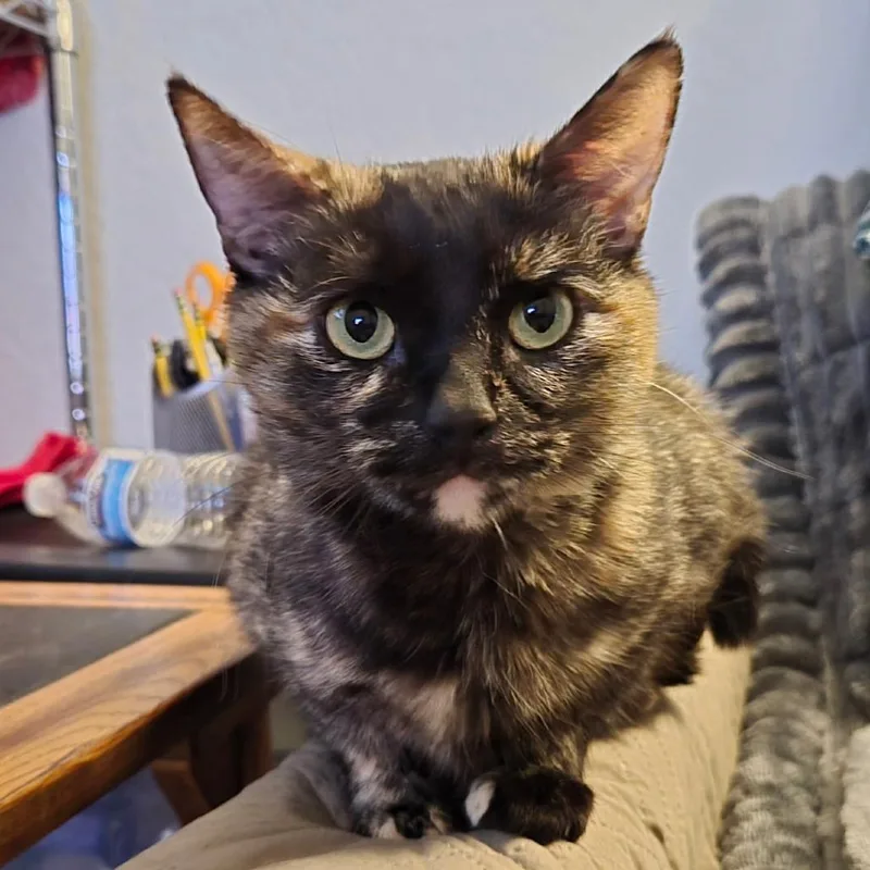 Ming Toi thumbnail 2