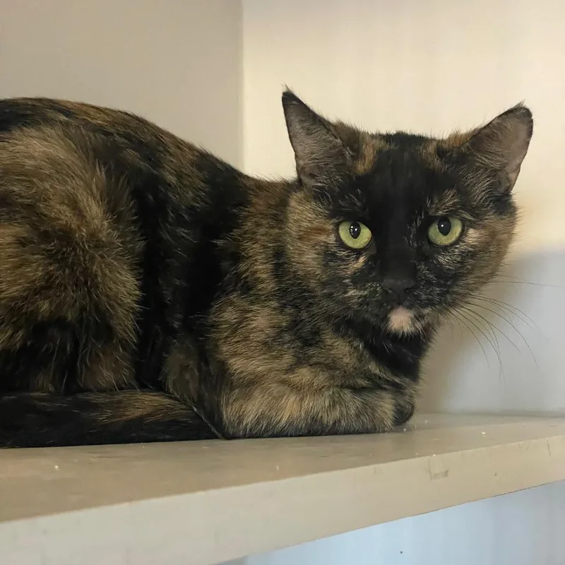 Ming Toi thumbnail 3