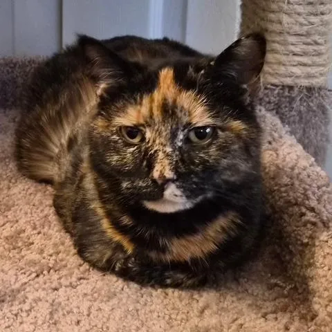 Ming Toi thumbnail 4