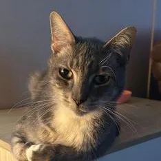 An adult medium-sized male Tabby (Gray / Blue / Silver) Domestic Short Hair cat named Phineas Fern Aka Phin for adoption in Liverpool, TX