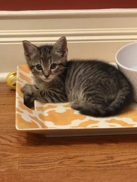 A baby medium-sized male Tabby (Tiger Striped) Domestic Short Hair cat named Button for adoption in Berkeley Heights, NJ