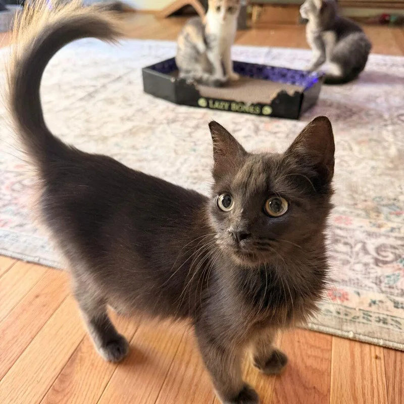 A baby medium-sized male Gray / Blue / Silver Domestic Medium Hair cat named Pistachio for adoption in Candler, NC