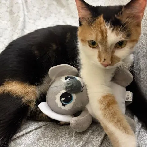 A baby medium-sized female Calico cat named Penny Lane for adoption in Homestead, FL