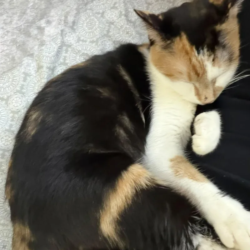 Penny Lane thumbnail 3
