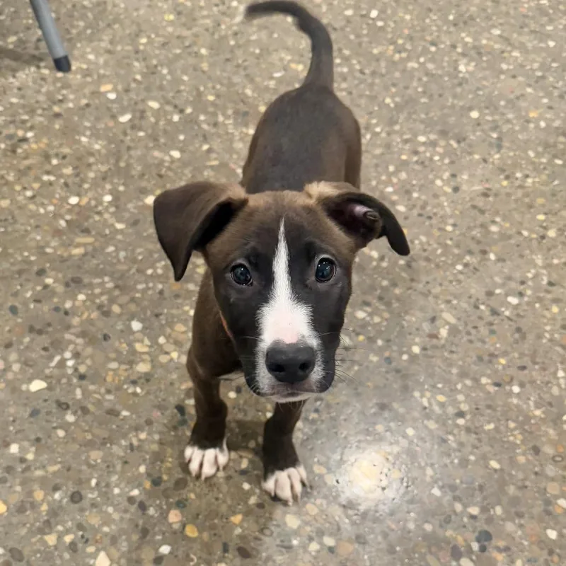 A baby small-sized male Brown / Chocolate Labrador Retriever dog named Trunks for adoption in Louisville, KY