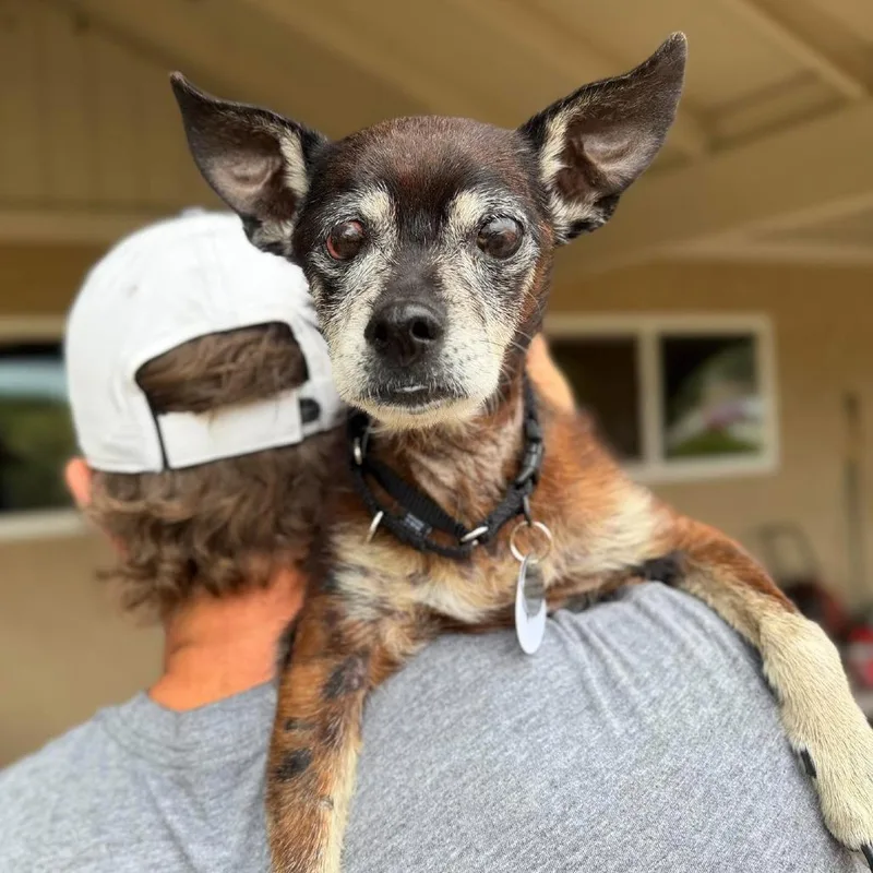 A senior small-sized male Chihuahua dog named Bailgrin for adoption in Ramona, CA