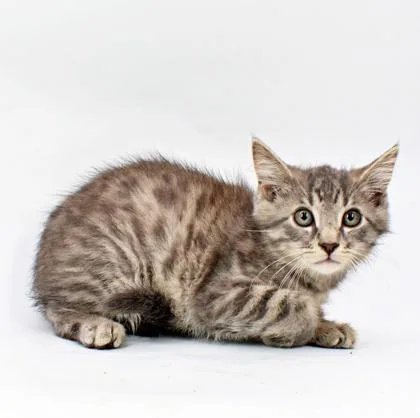 A baby small-sized male Domestic Short Hair cat named Mangala for adoption in Morton Grove, IL
