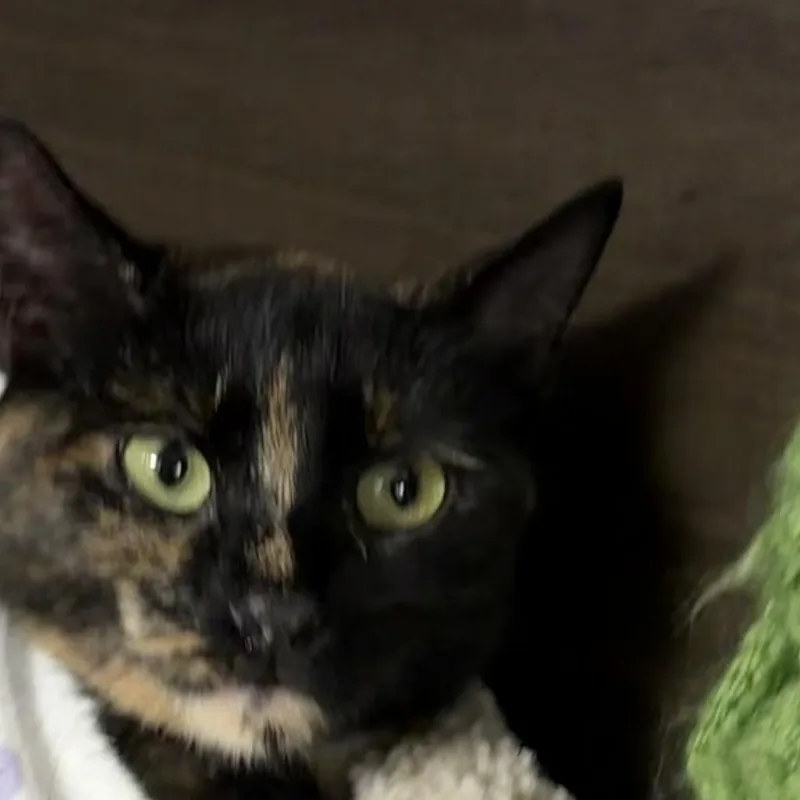 An adult medium-sized female Black Domestic Short Hair cat named Rosie for adoption in Hamburg, NY