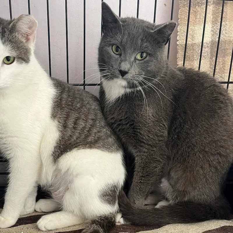 A young medium-sized female Gray / Blue / Silver Domestic Short Hair cat named Fortune for adoption in Salisbury, MA