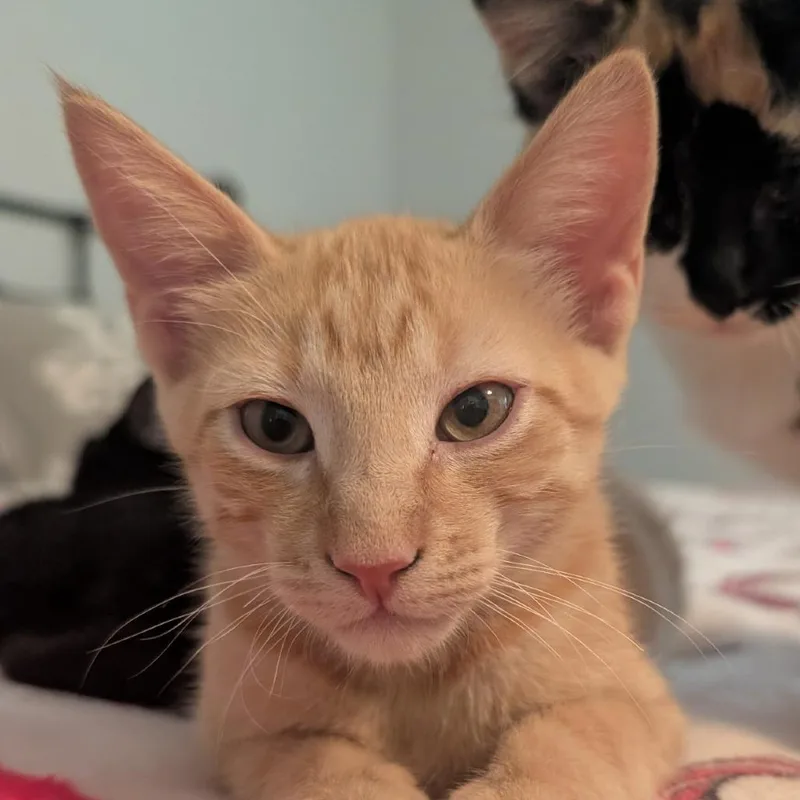 A baby small-sized male Orange / Red Domestic Short Hair cat named Bowie for adoption in Houston, TX