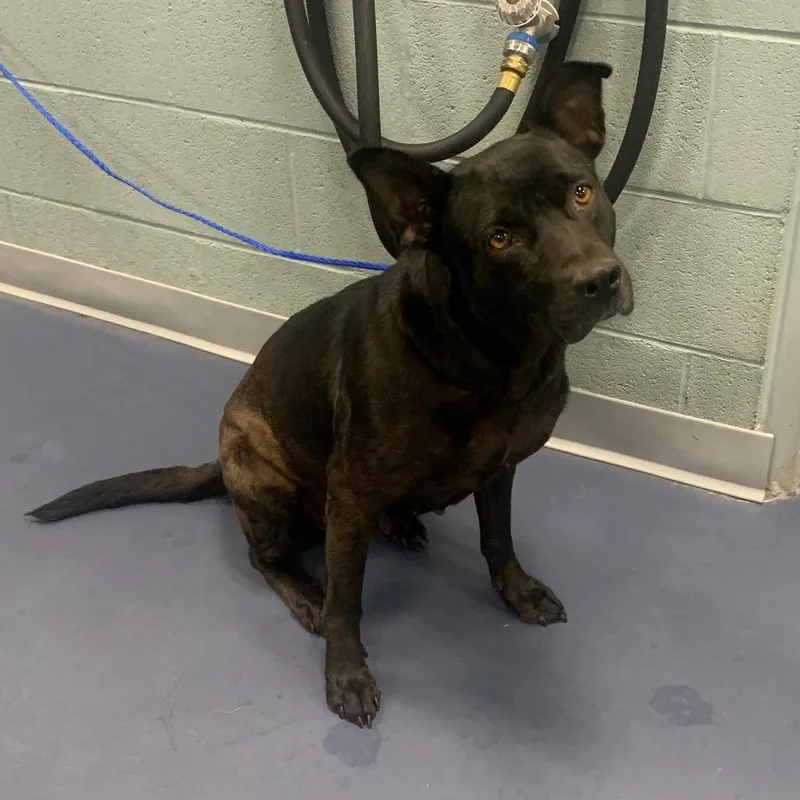 An adult medium-sized female Black Mixed Breed dog named Mae for adoption in Greensboro, NC