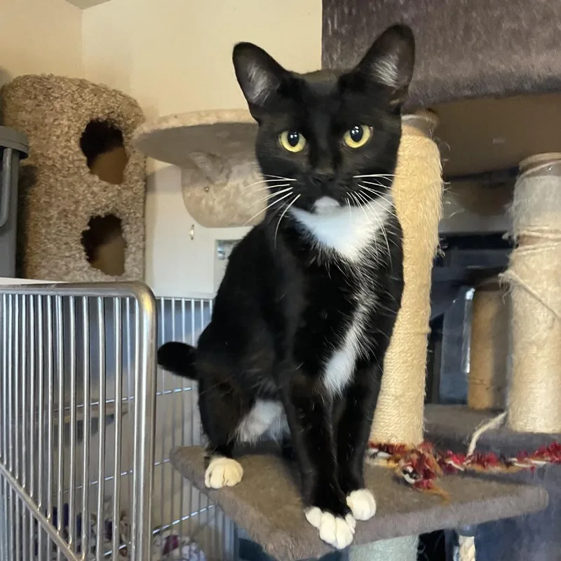 An adult small-sized female Black Domestic Short Hair cat named Bella for adoption in Prescott, AZ