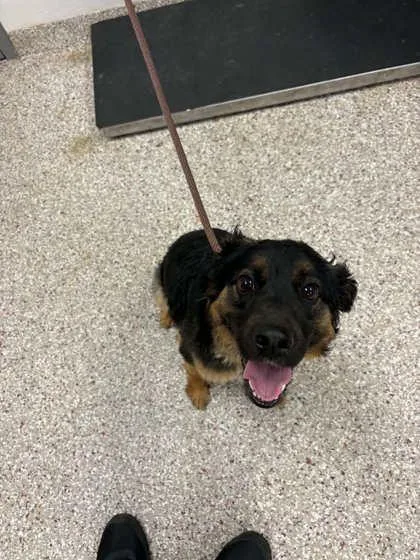An adult medium-sized male German Shepherd Dog dog named Yarrow for adoption in Gastonia, NC