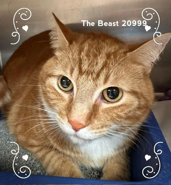 An adult medium-sized male Tabby (Orange / Red) Domestic Short Hair cat named The Beast for adoption in Marietta, GA