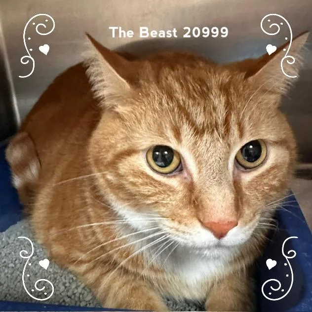 The Beast thumbnail 2