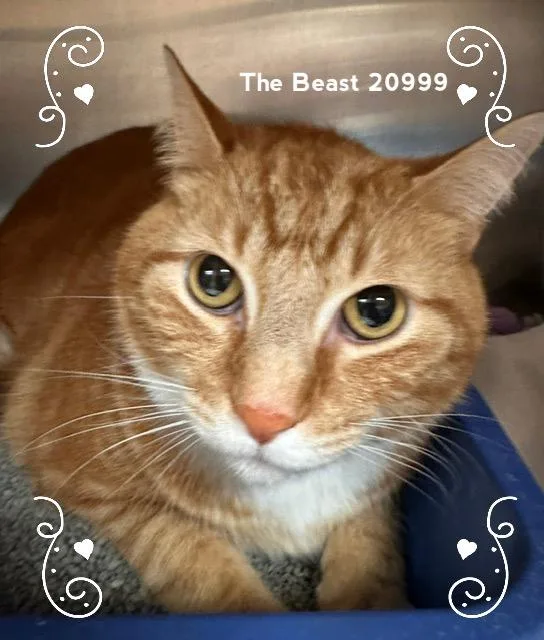 The Beast thumbnail 3
