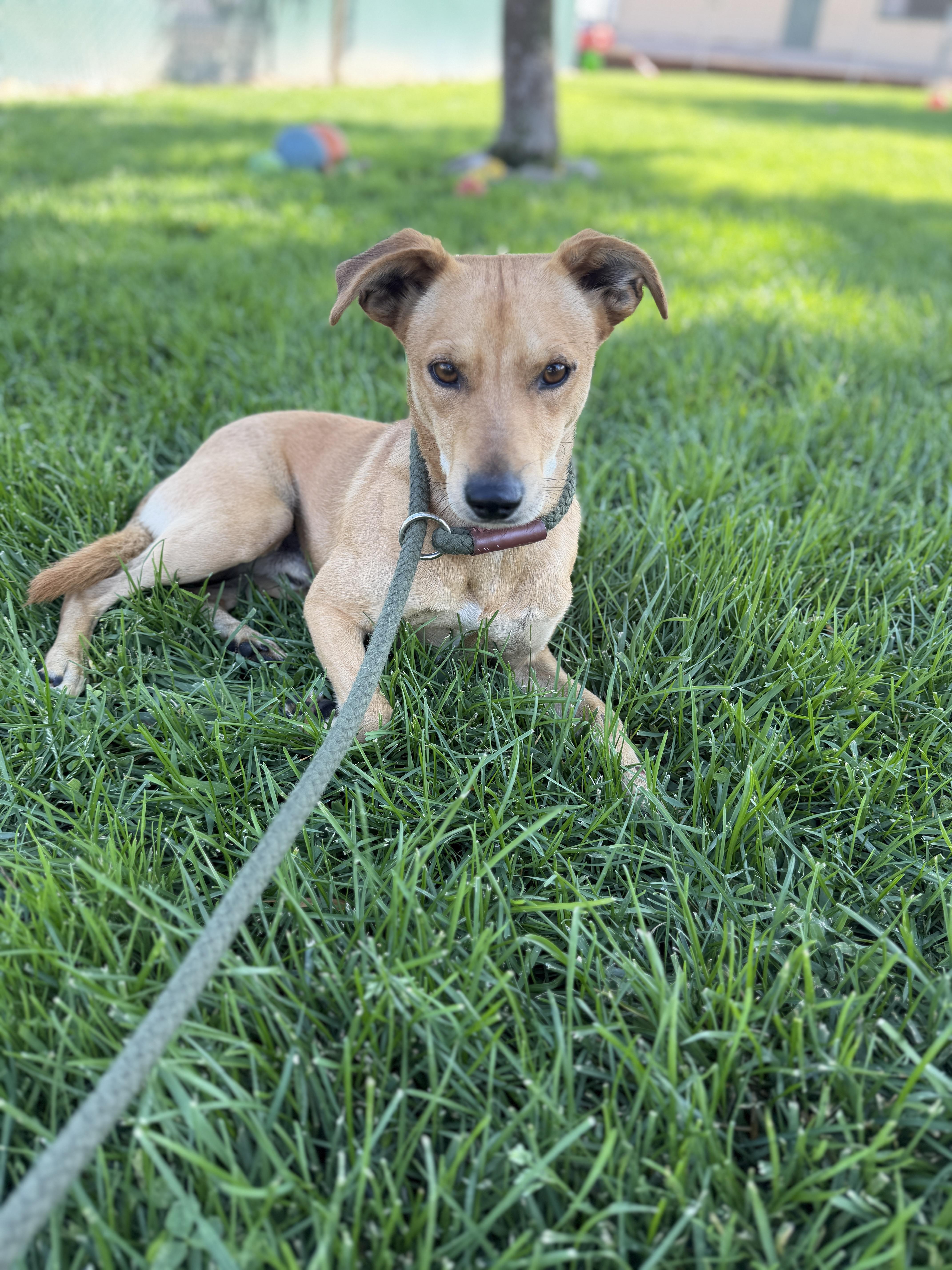 An adult medium-sized male Chihuahua dog named Gus for adoption in Oakdale, CA
