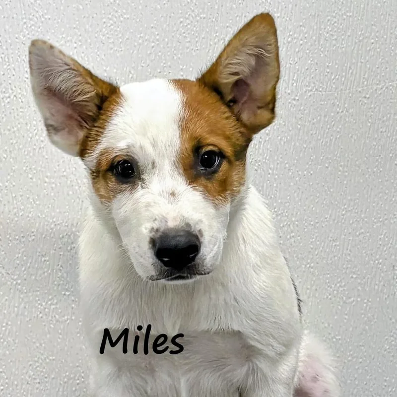 Miles