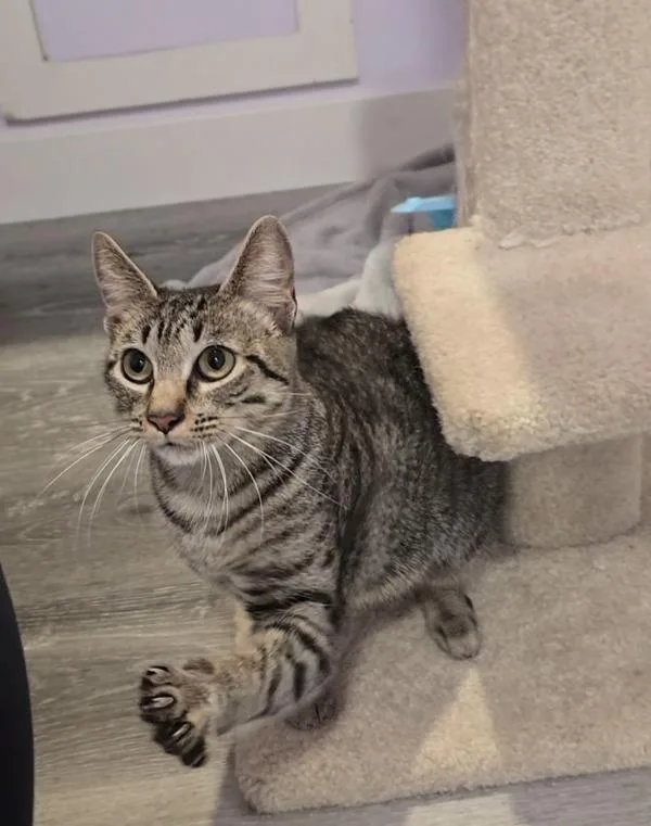 A young medium-sized female Domestic Short Hair cat named Tiger for adoption in Vancouver, WA