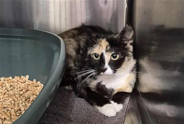 A young medium-sized female Domestic Short Hair cat named Darla for adoption in Huntsville, AL